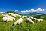 moutons-malafatra